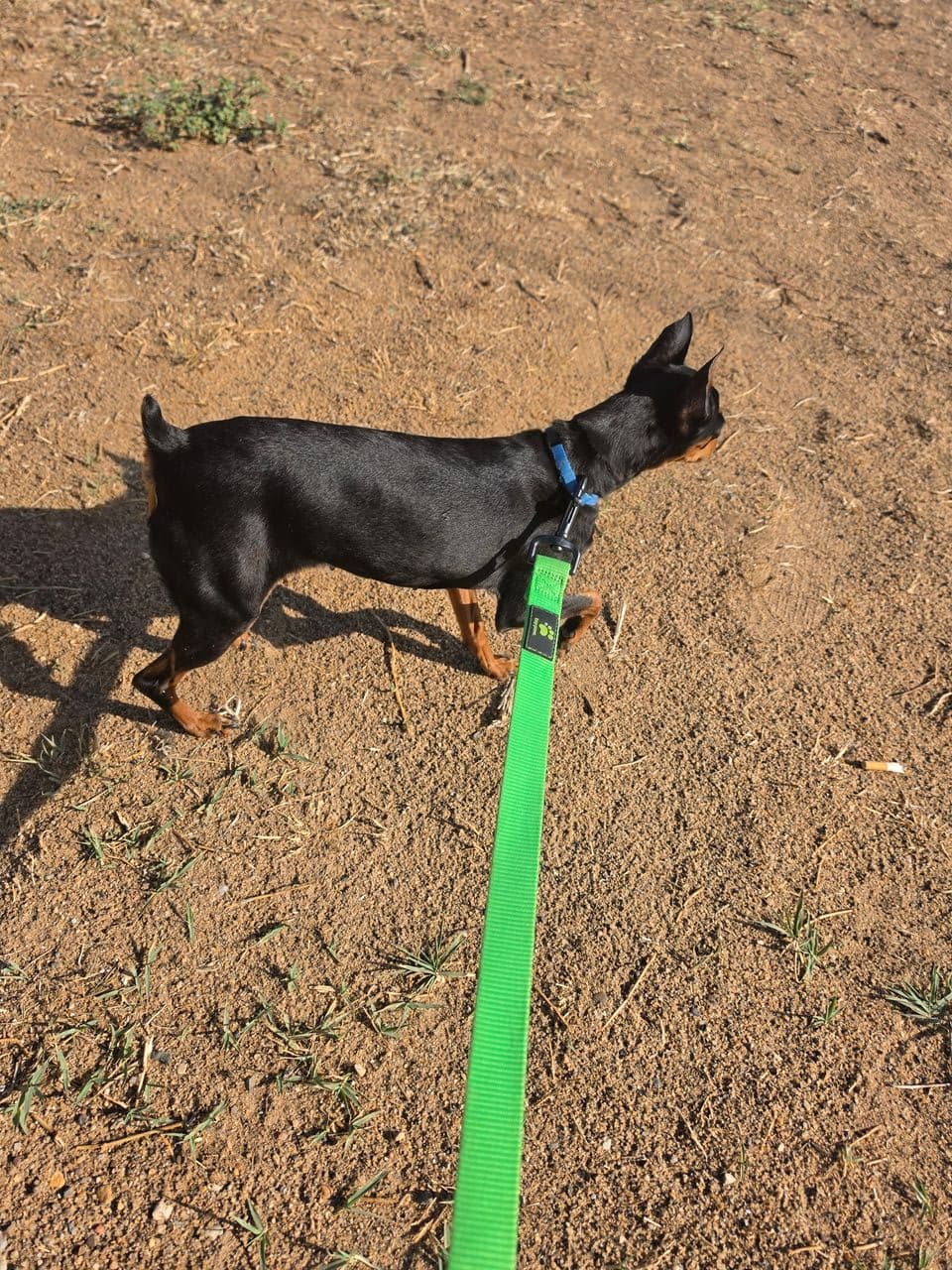 Pet travel photo 2