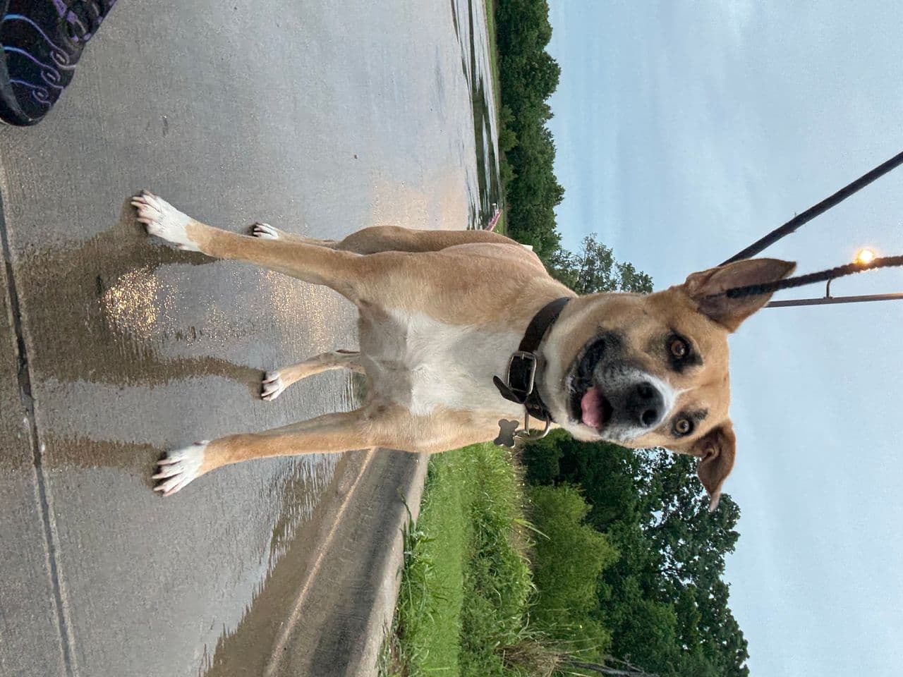 Pet travel photo 1