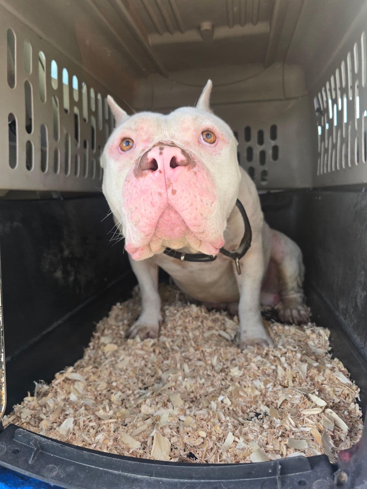 Pet travel photo 6