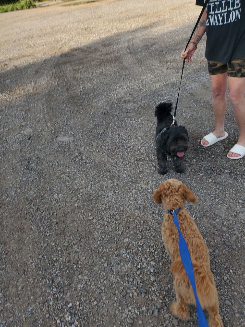Pet travel photo 1