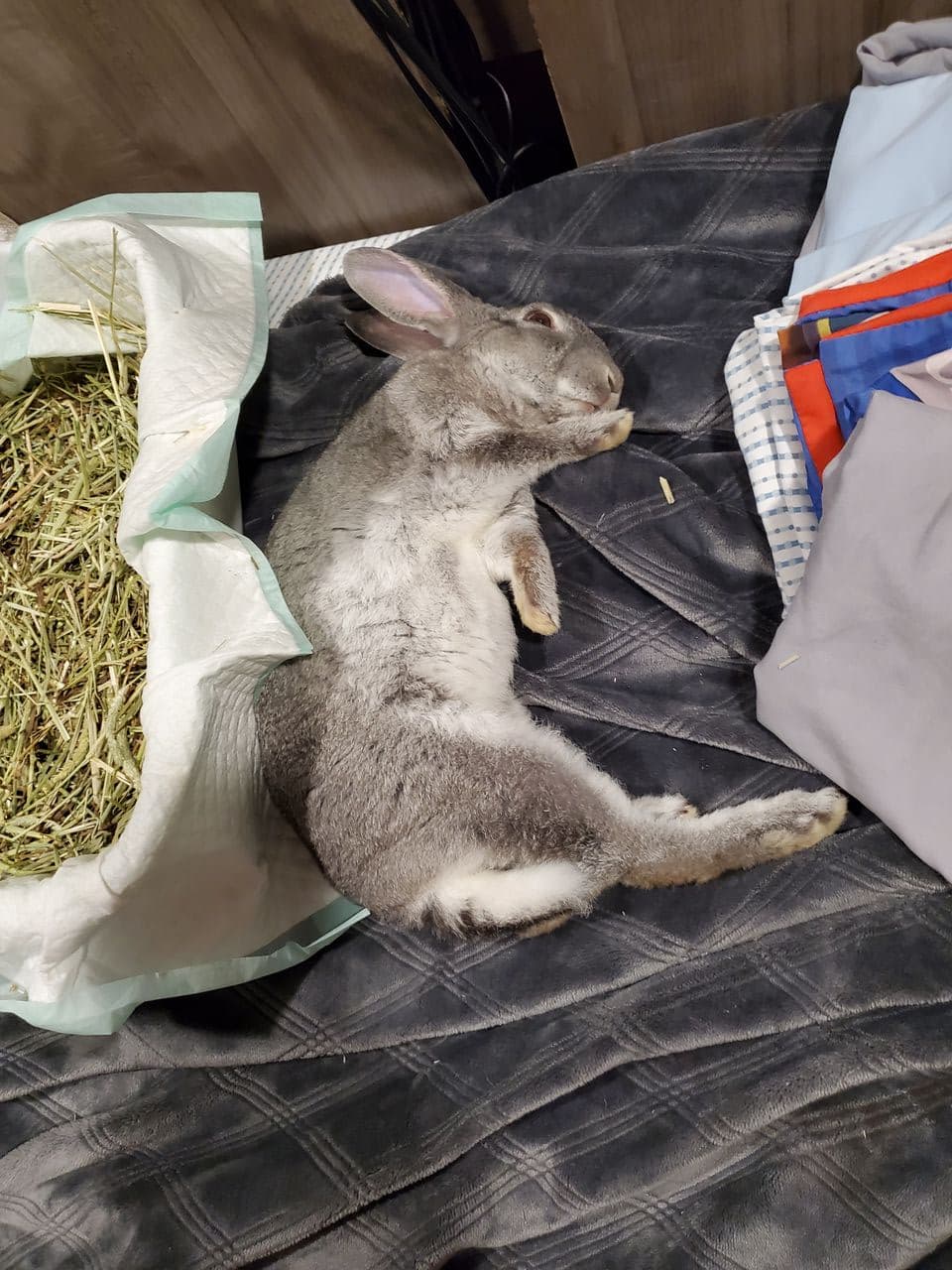 Pet travel photo 5
