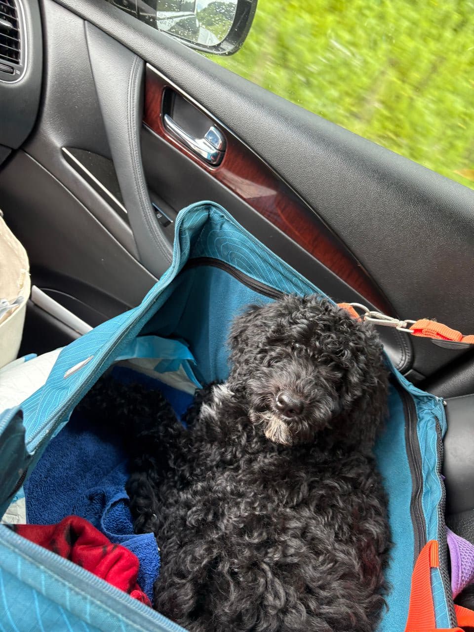 Pet travel photo 5
