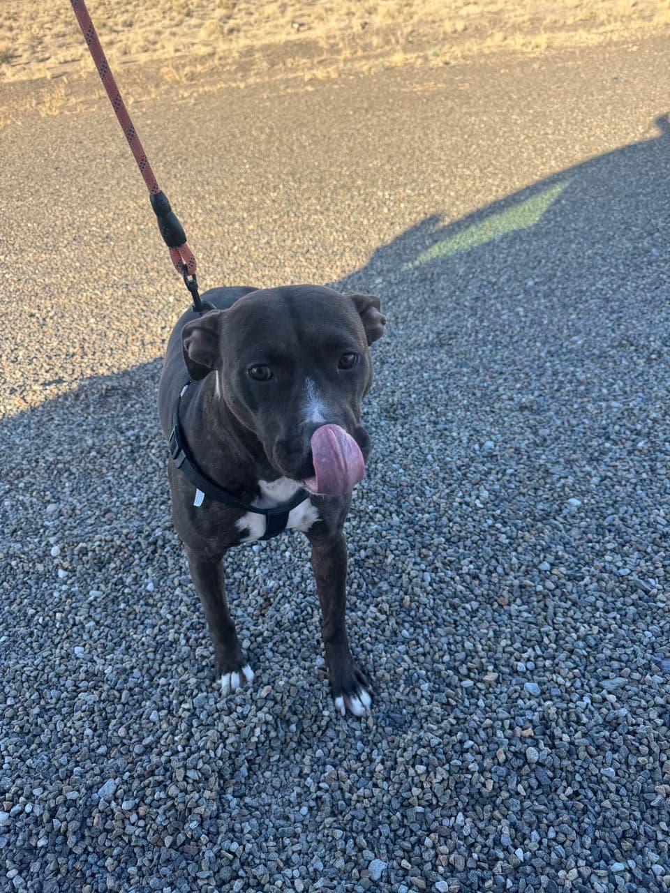 Pet travel photo 6