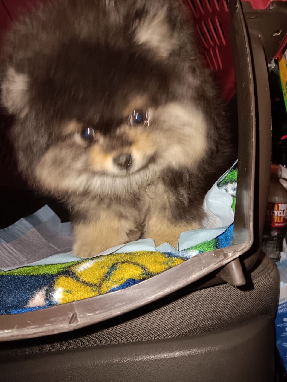 Pet travel photo 2