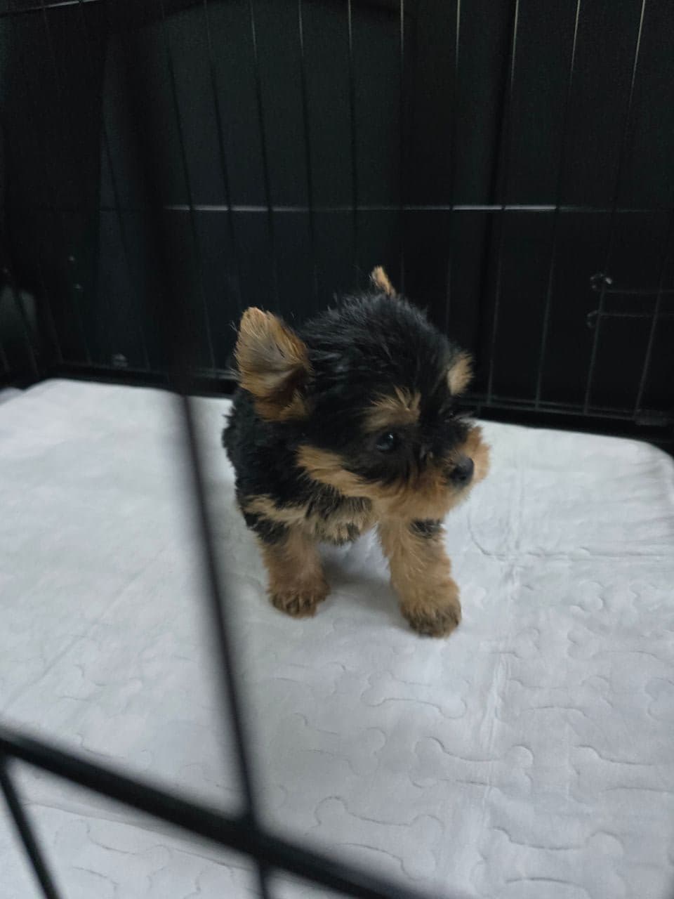 Pet travel photo 2