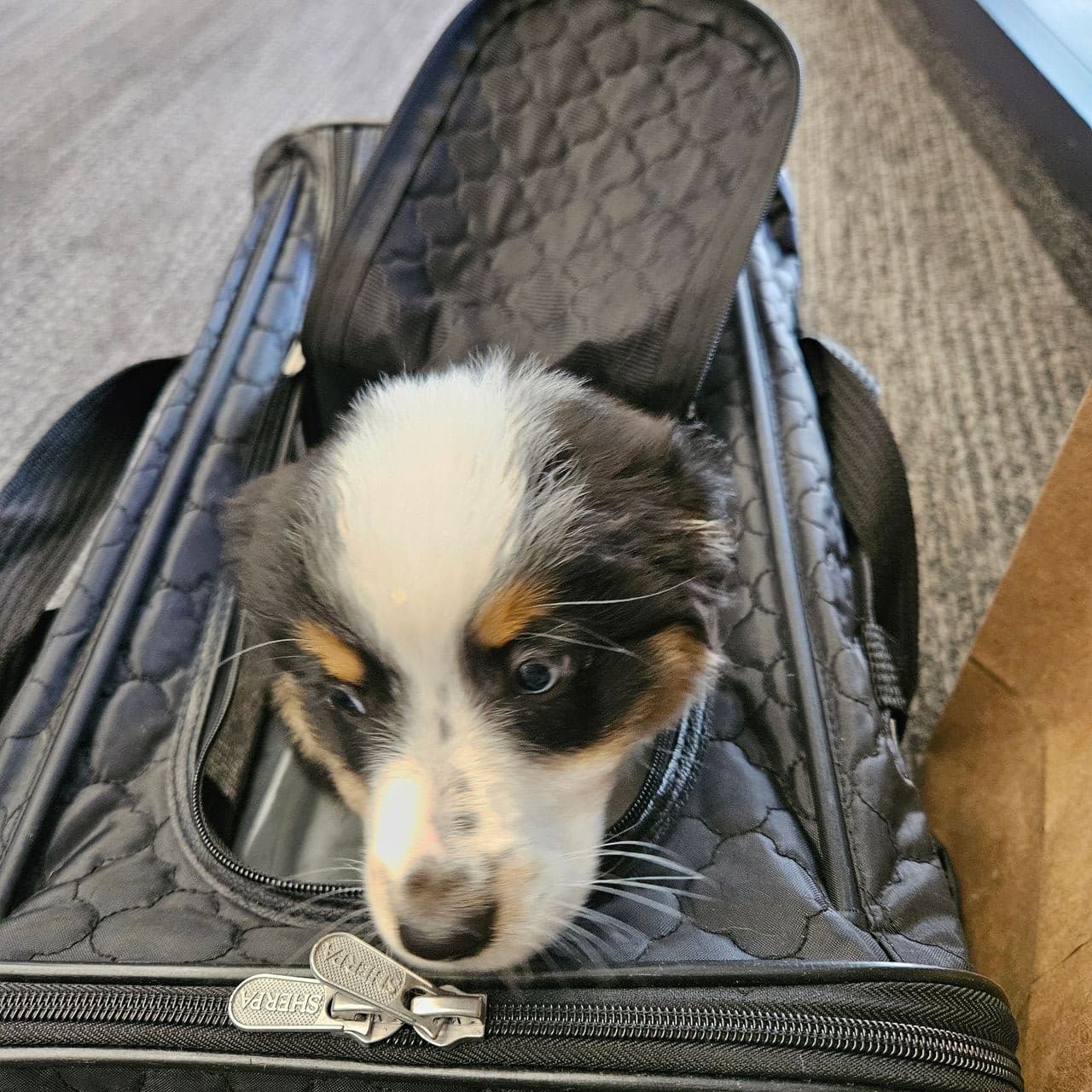 Pet travel photo 4