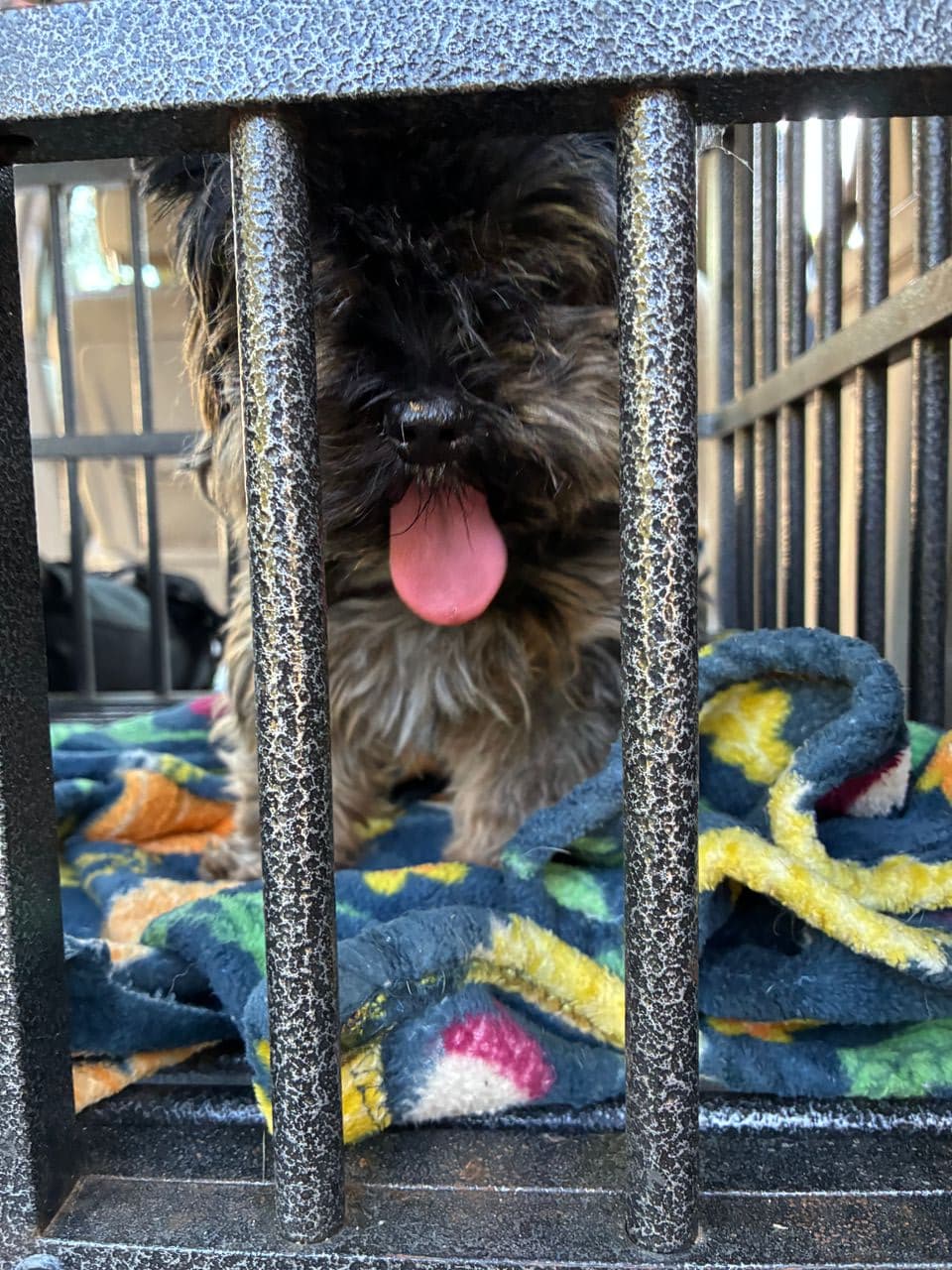 Pet travel photo 2