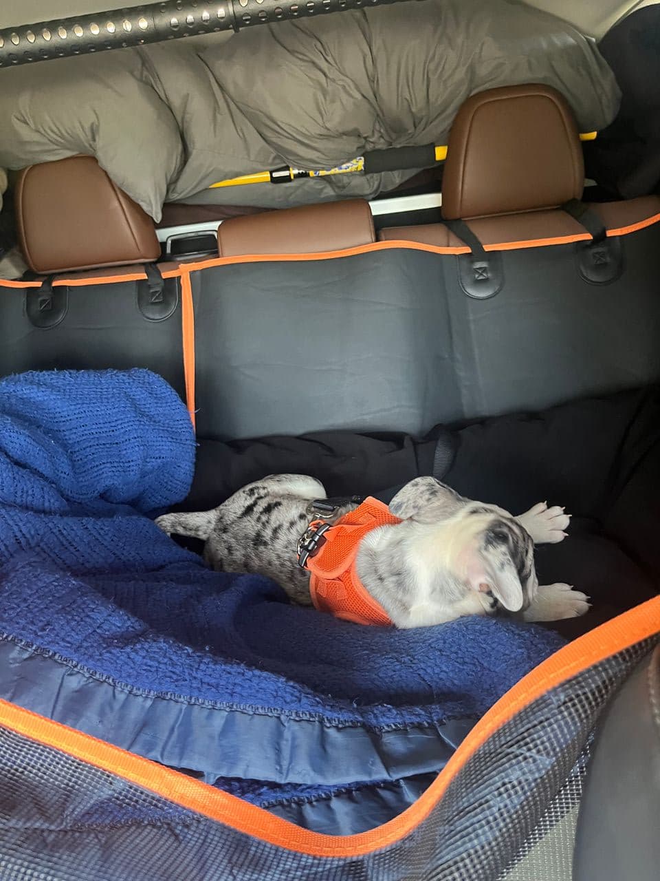 Pet travel photo 1