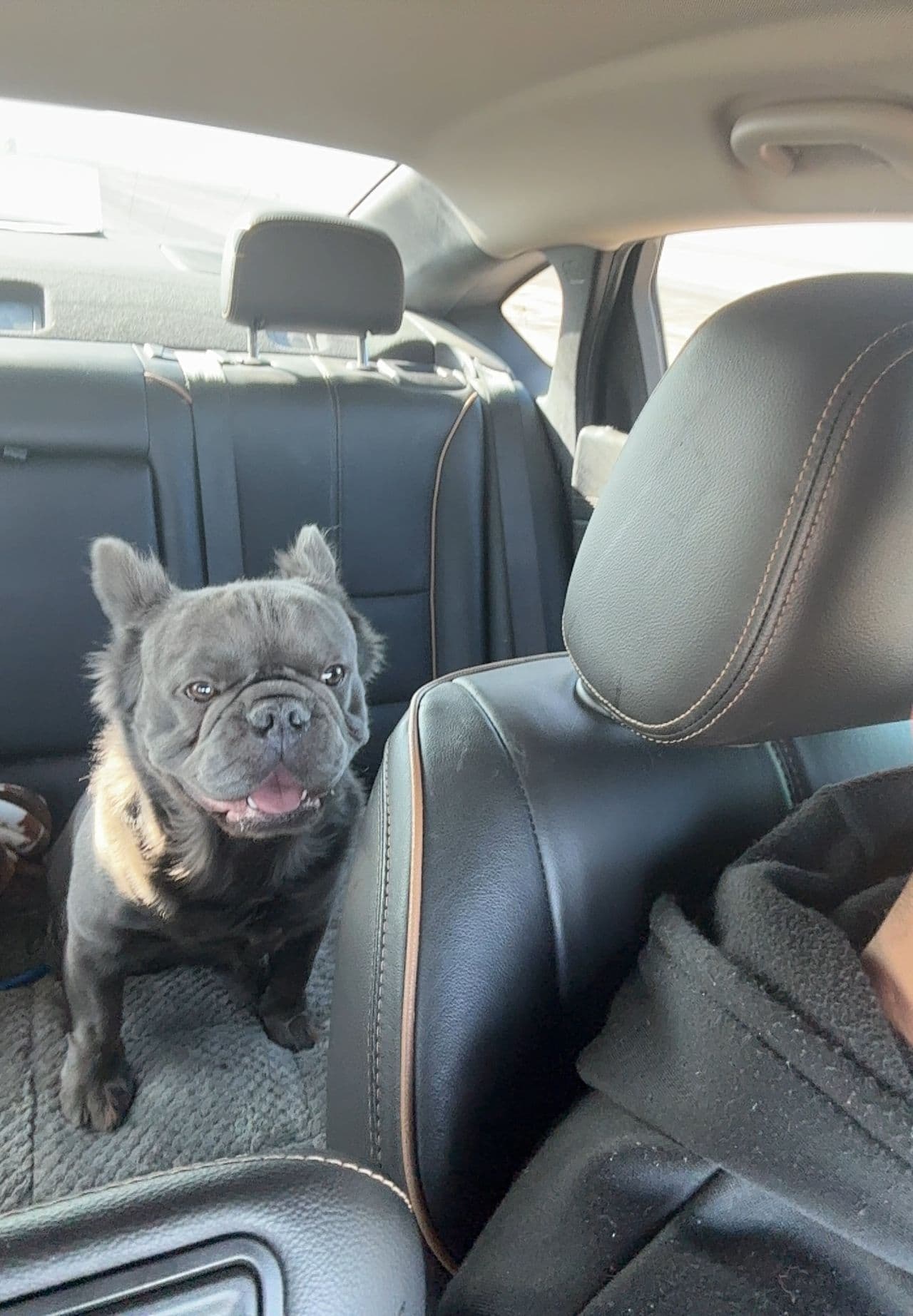 Pet travel photo 2