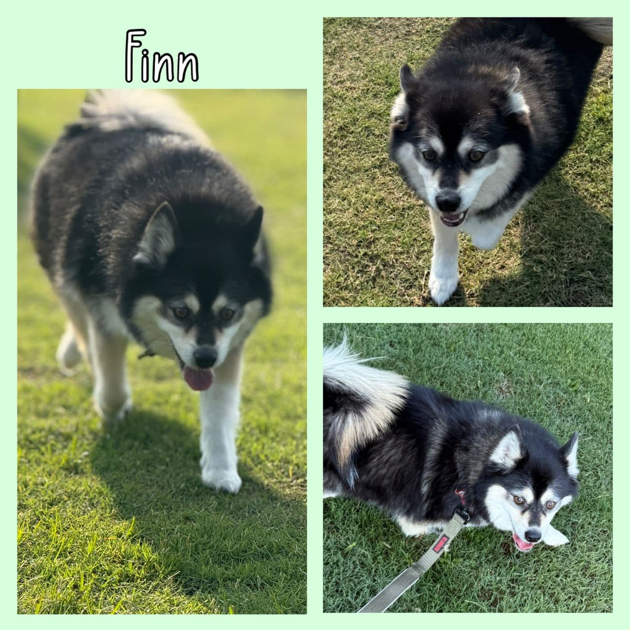 Pet travel photo 2
