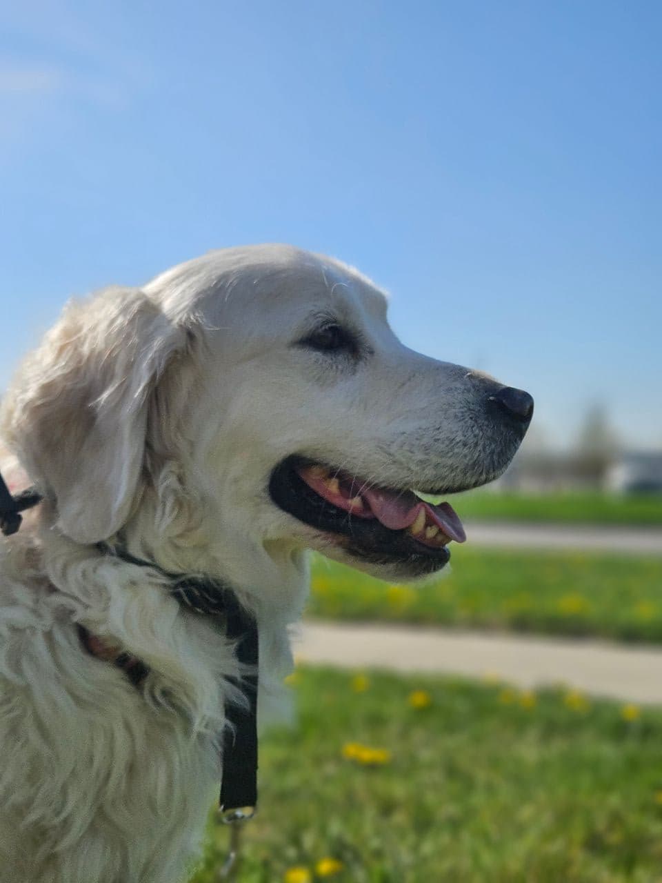 Pet travel photo 4