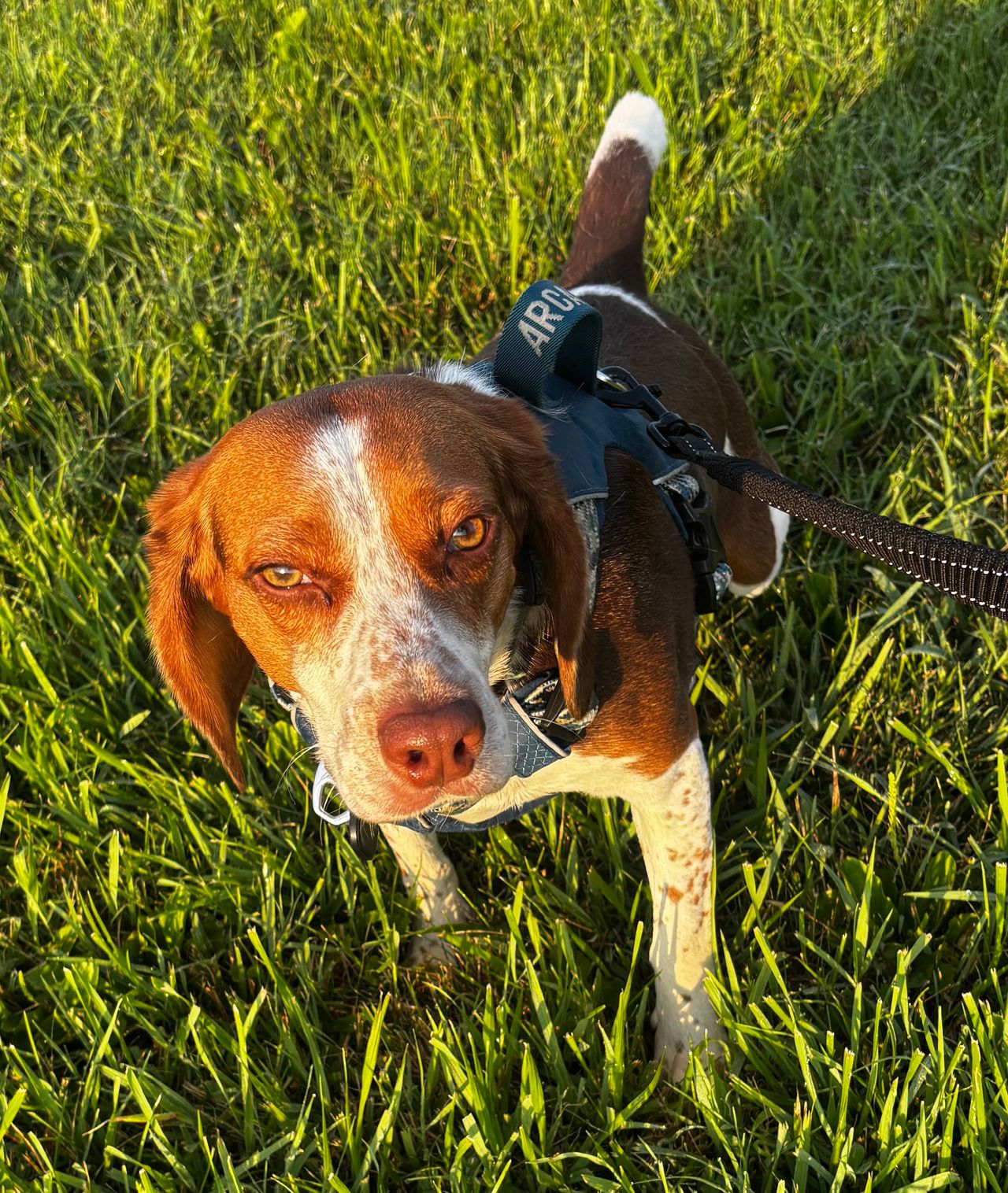 Pet travel photo 1