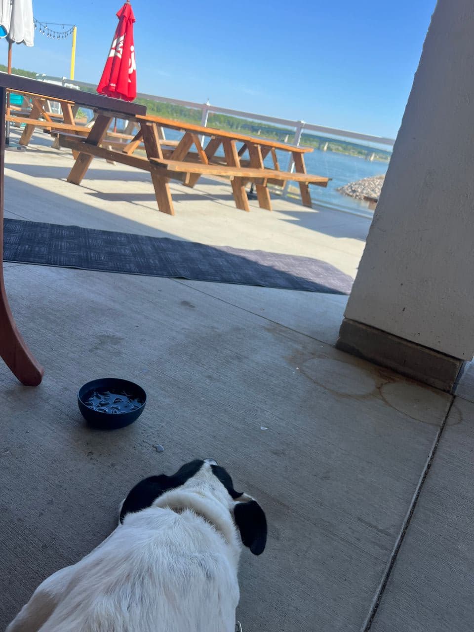 Pet travel photo 3