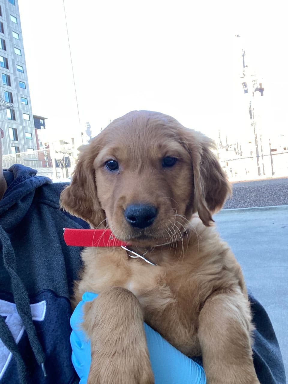 Pet travel photo 1