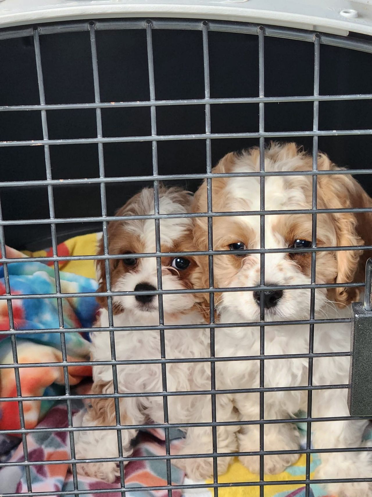 Pet travel photo 1