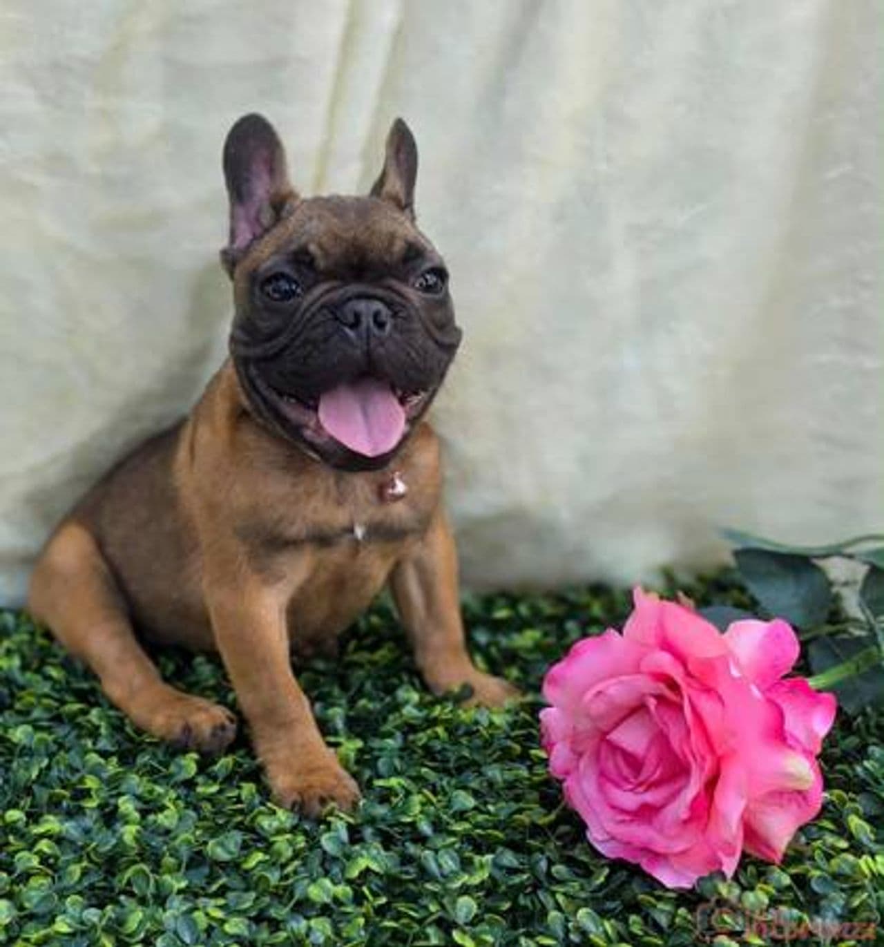 Pet travel photo 3