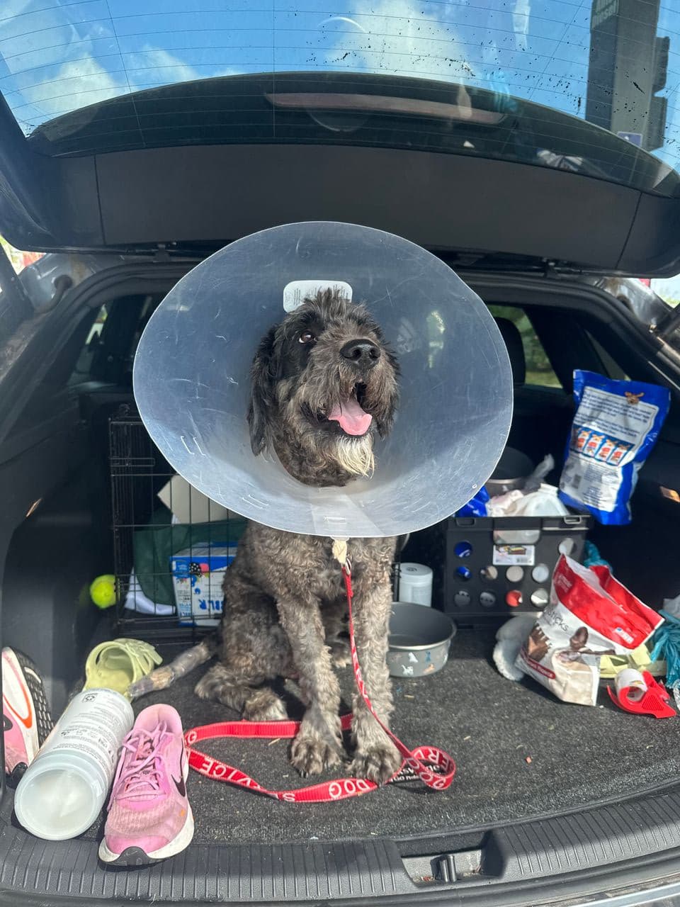 Pet travel photo 4