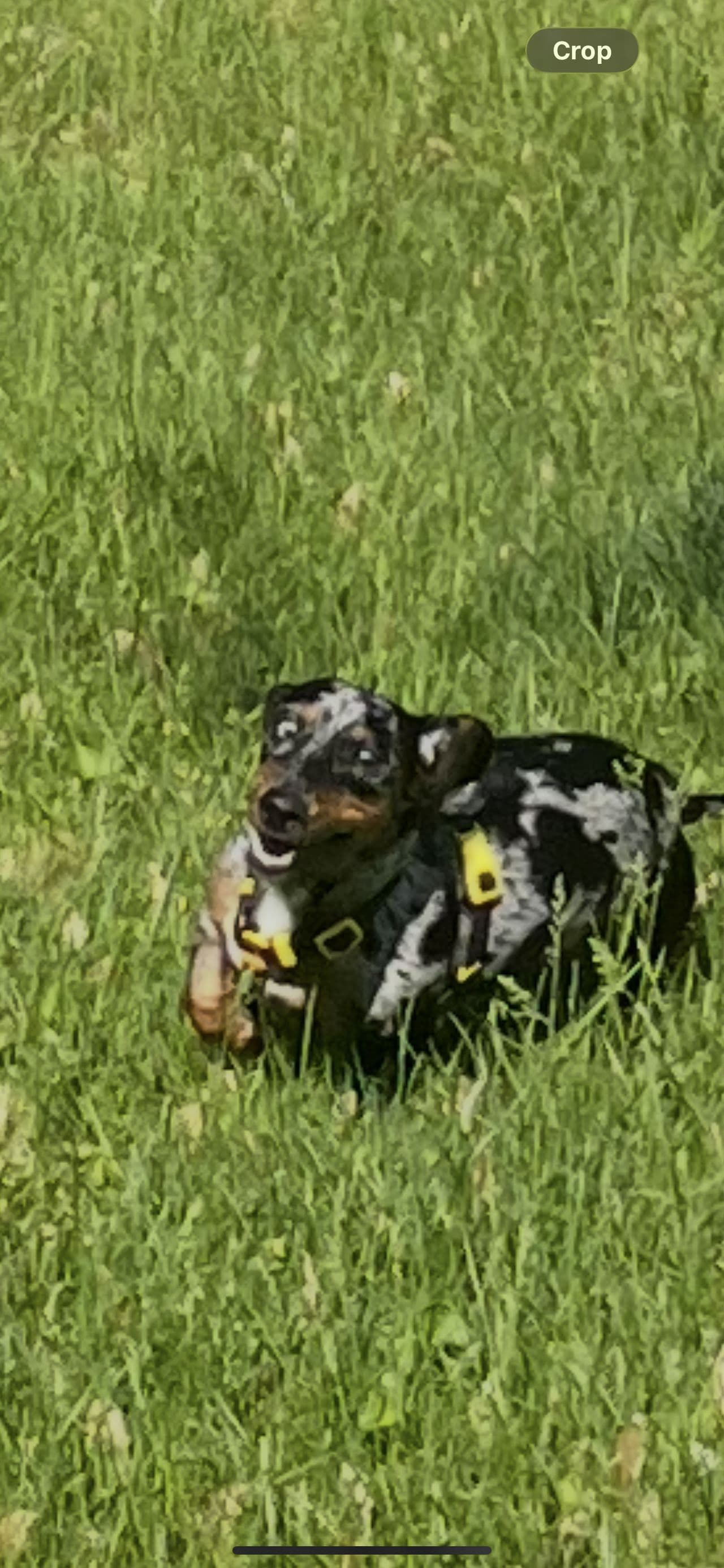 Pet travel photo 1