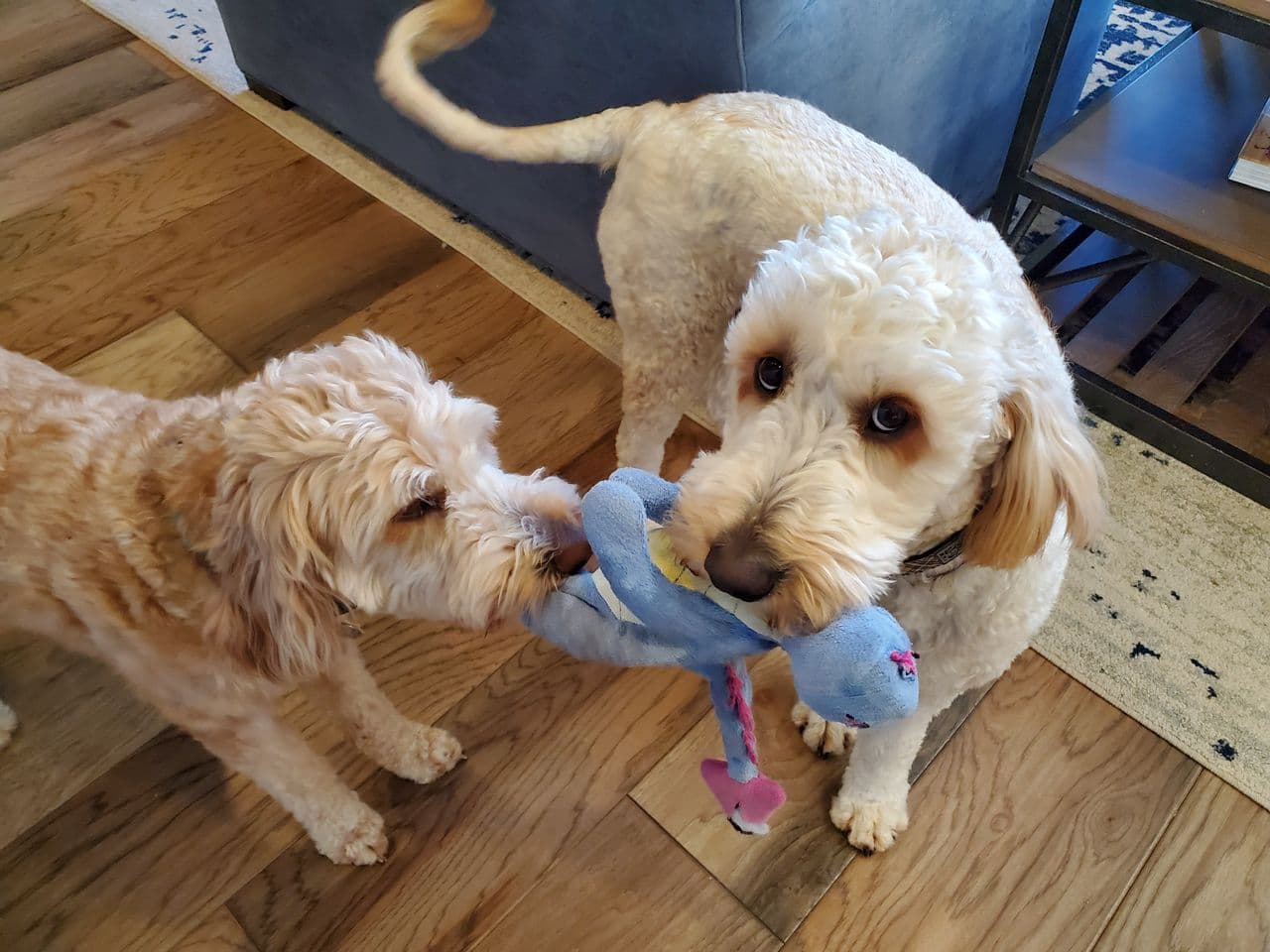 Pet travel photo 1