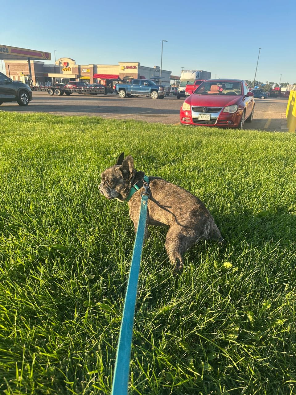 Pet travel photo 5