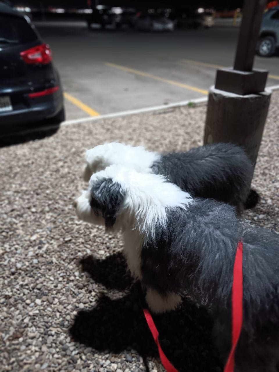 Pet travel photo 3