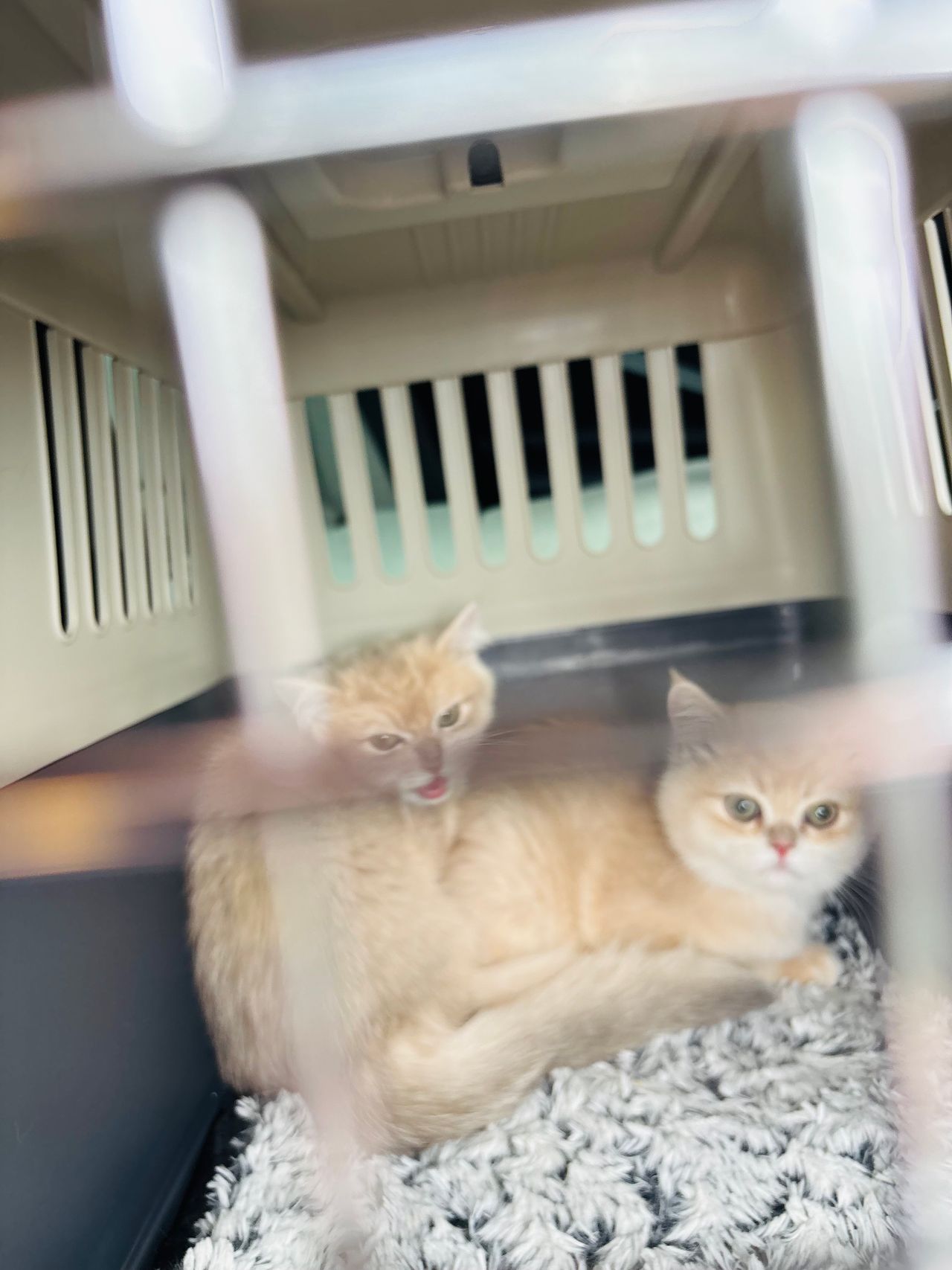 Pet travel photo 1