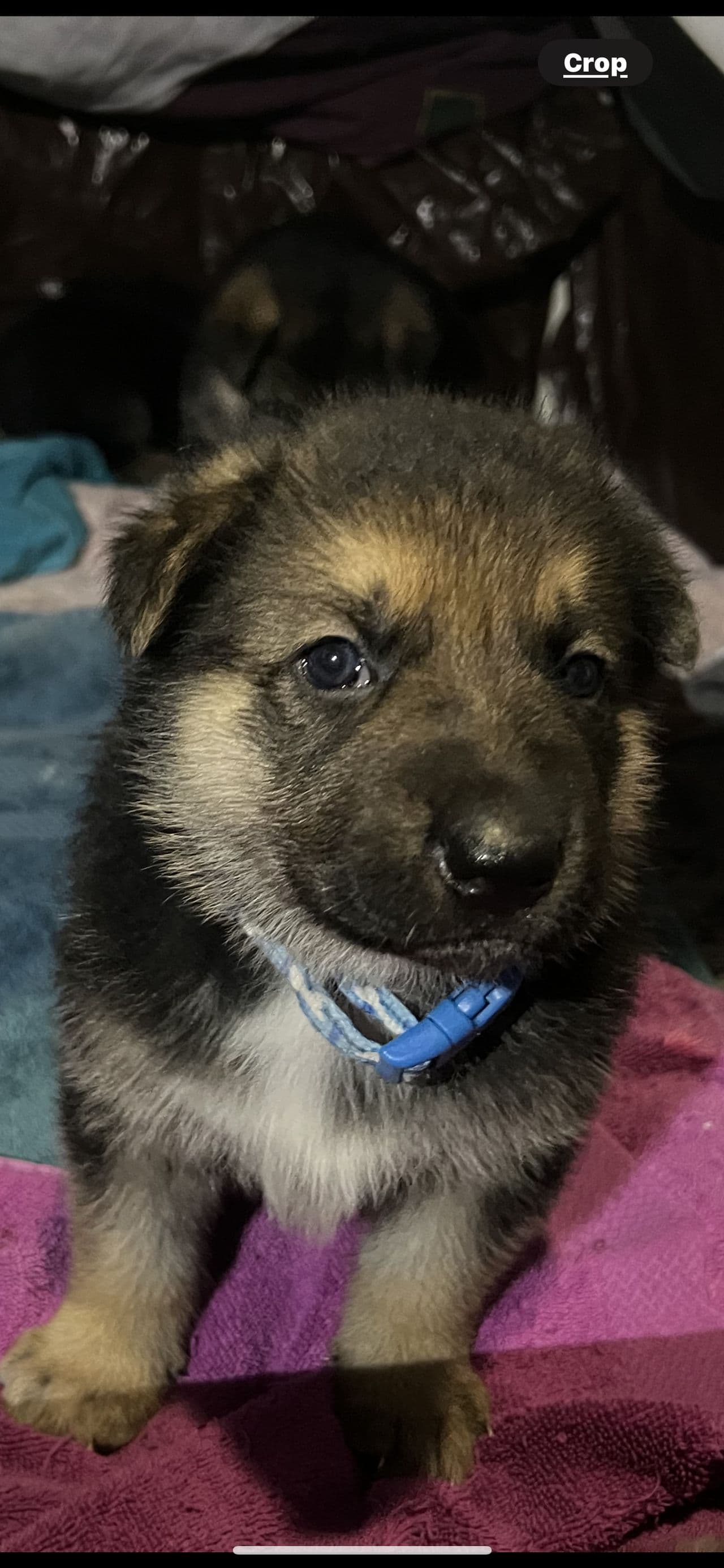 Pet travel photo 2