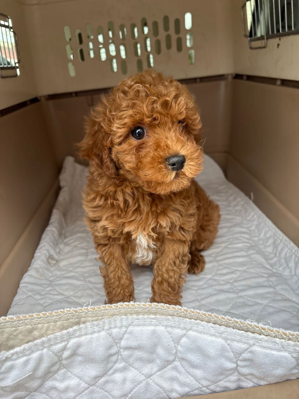 Pet travel photo 2