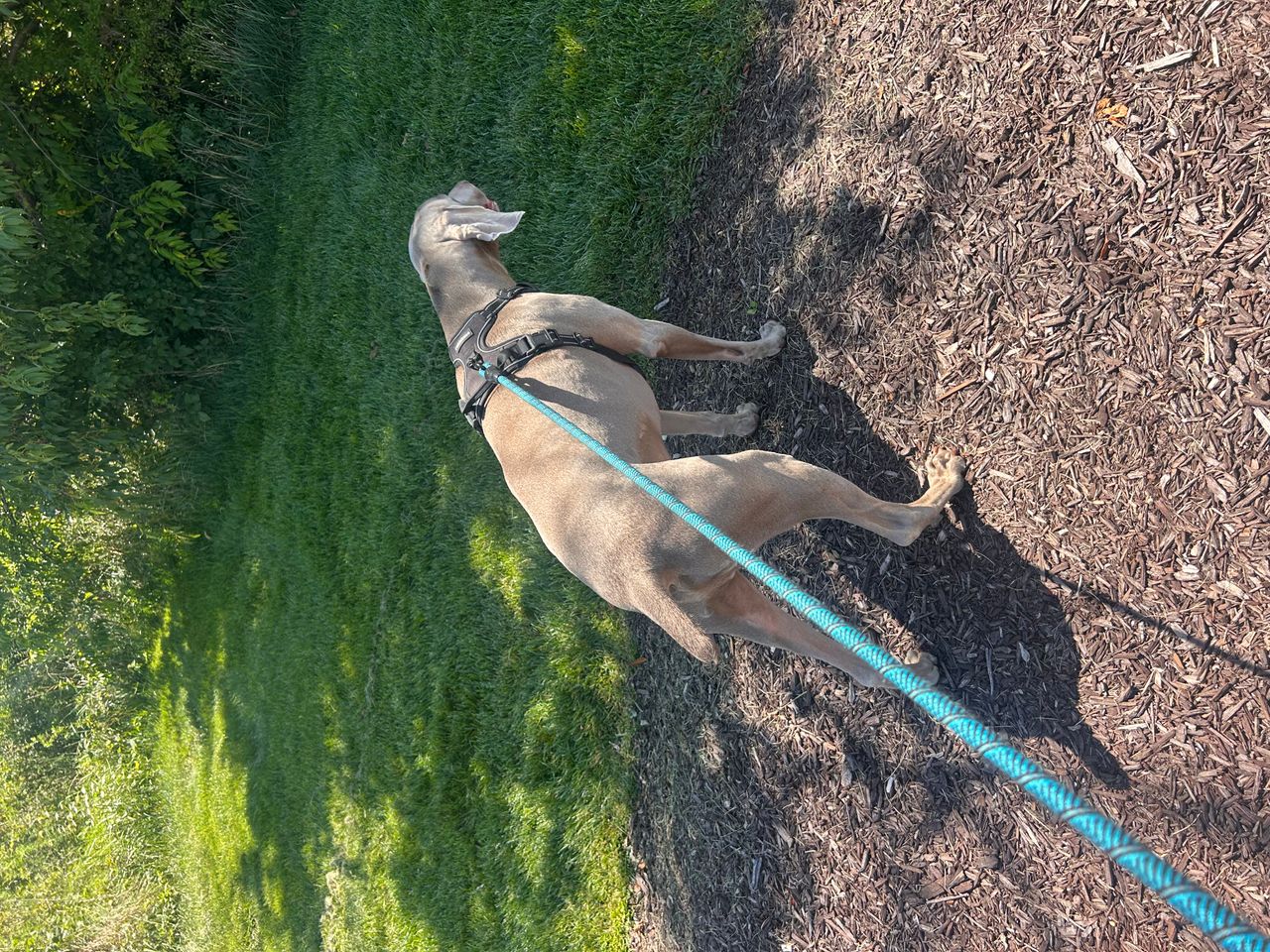 Pet travel photo 1