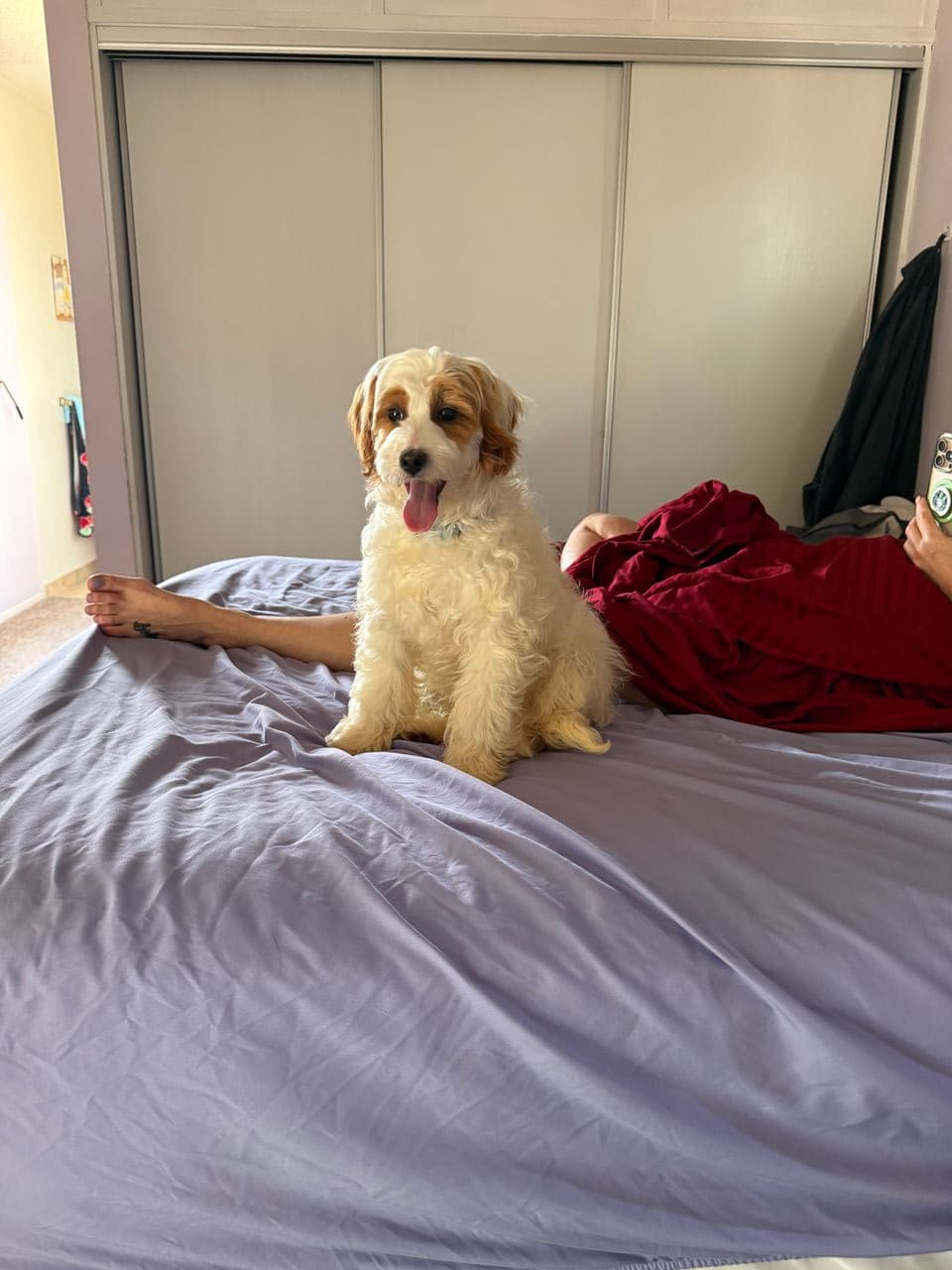 Pet travel photo 5