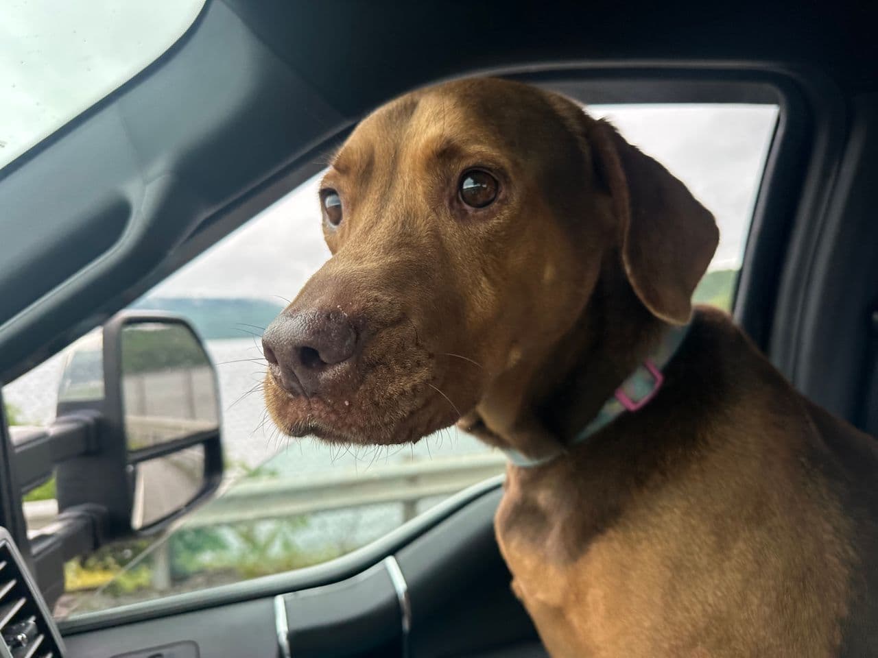 Pet travel photo 4