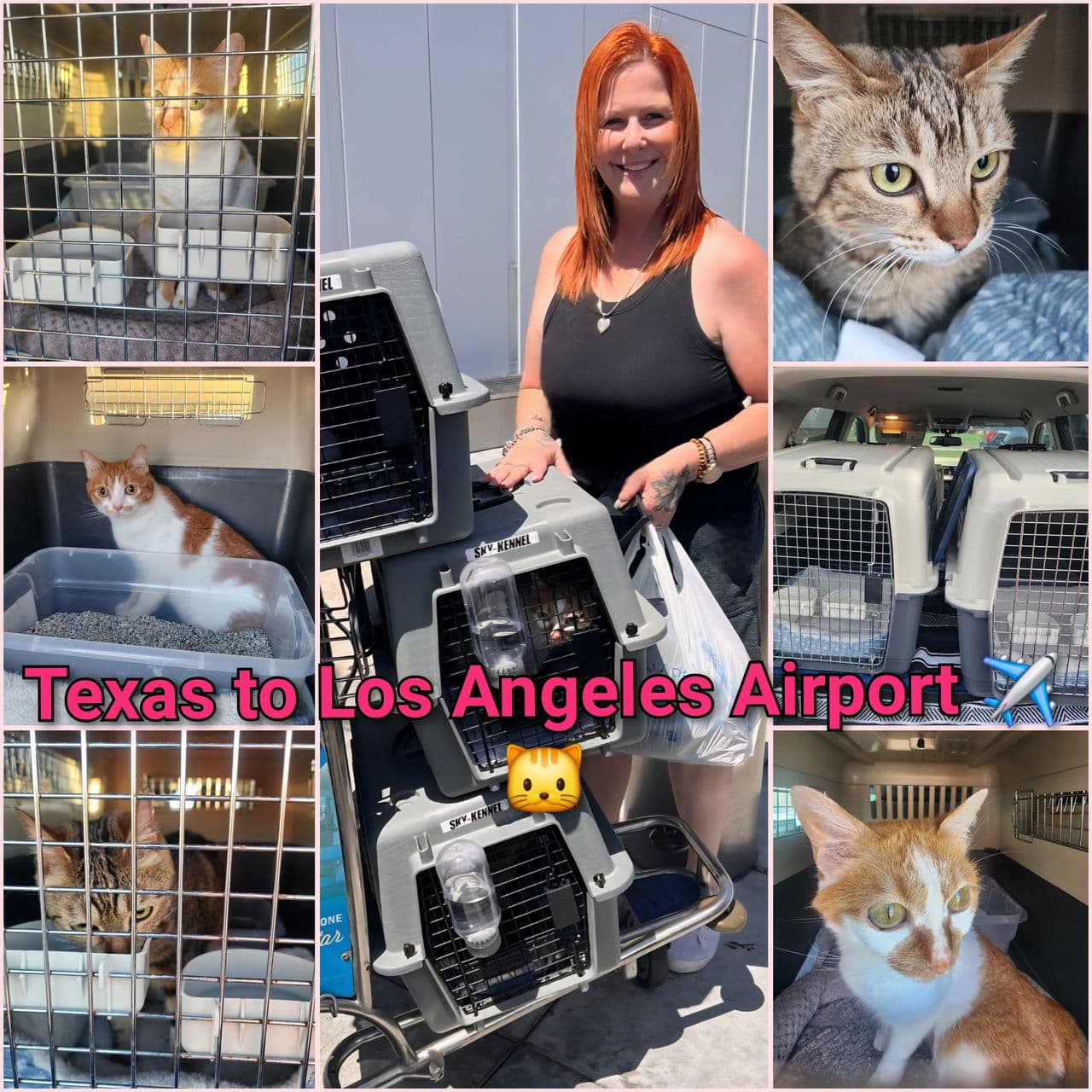 Pet travel photo 6