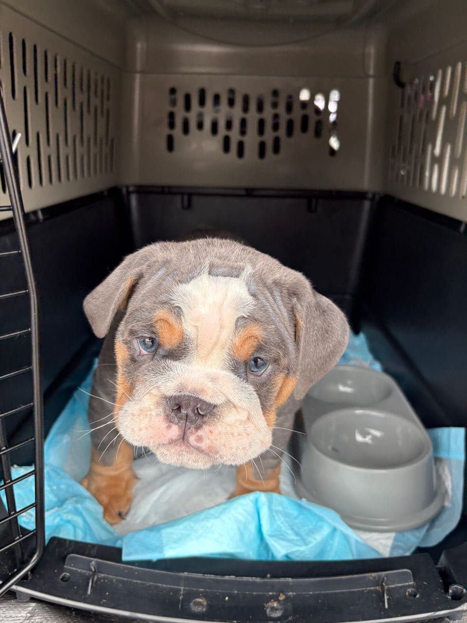 Pet travel photo 6