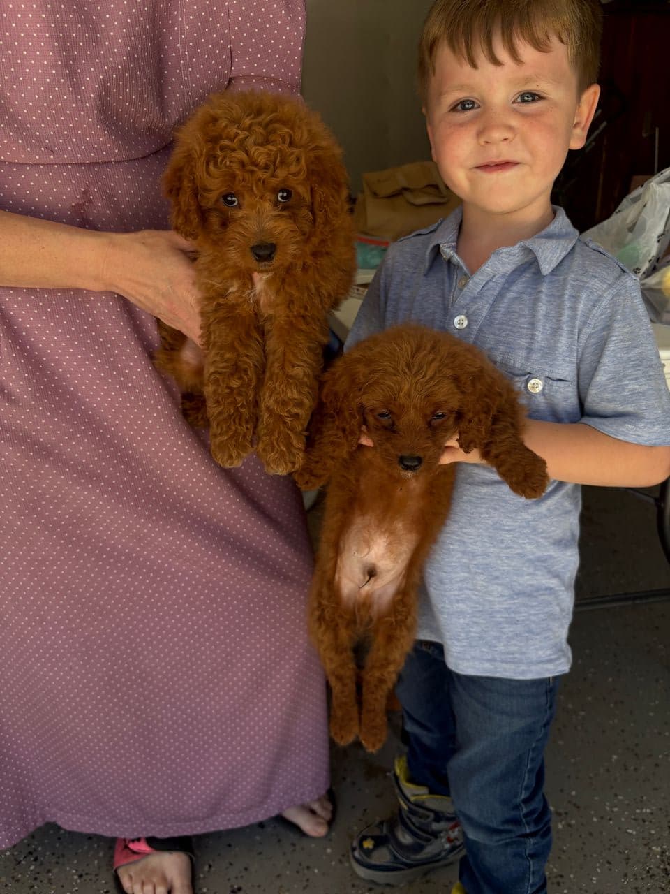 Pet travel photo 5