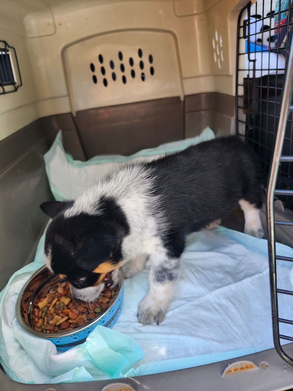 Pet travel photo 6