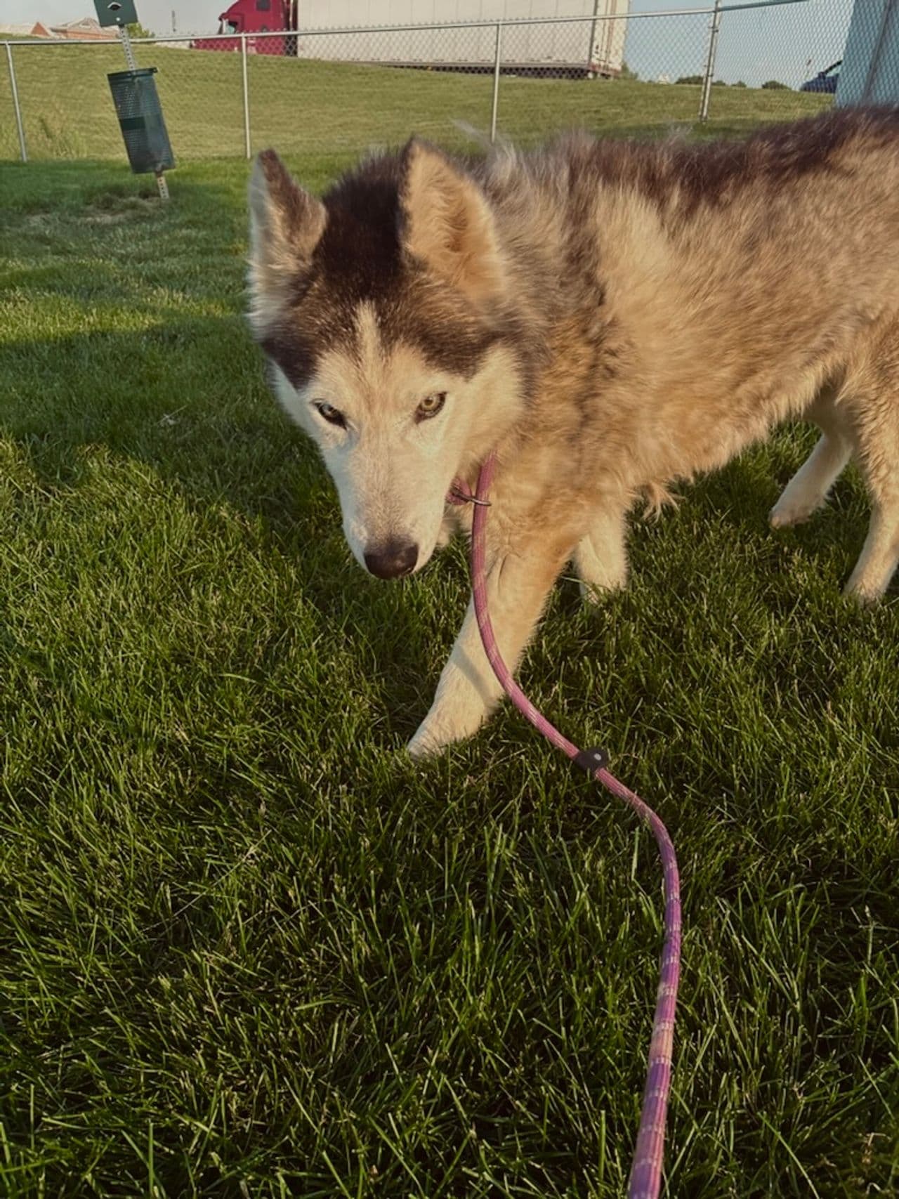 Pet travel photo 3