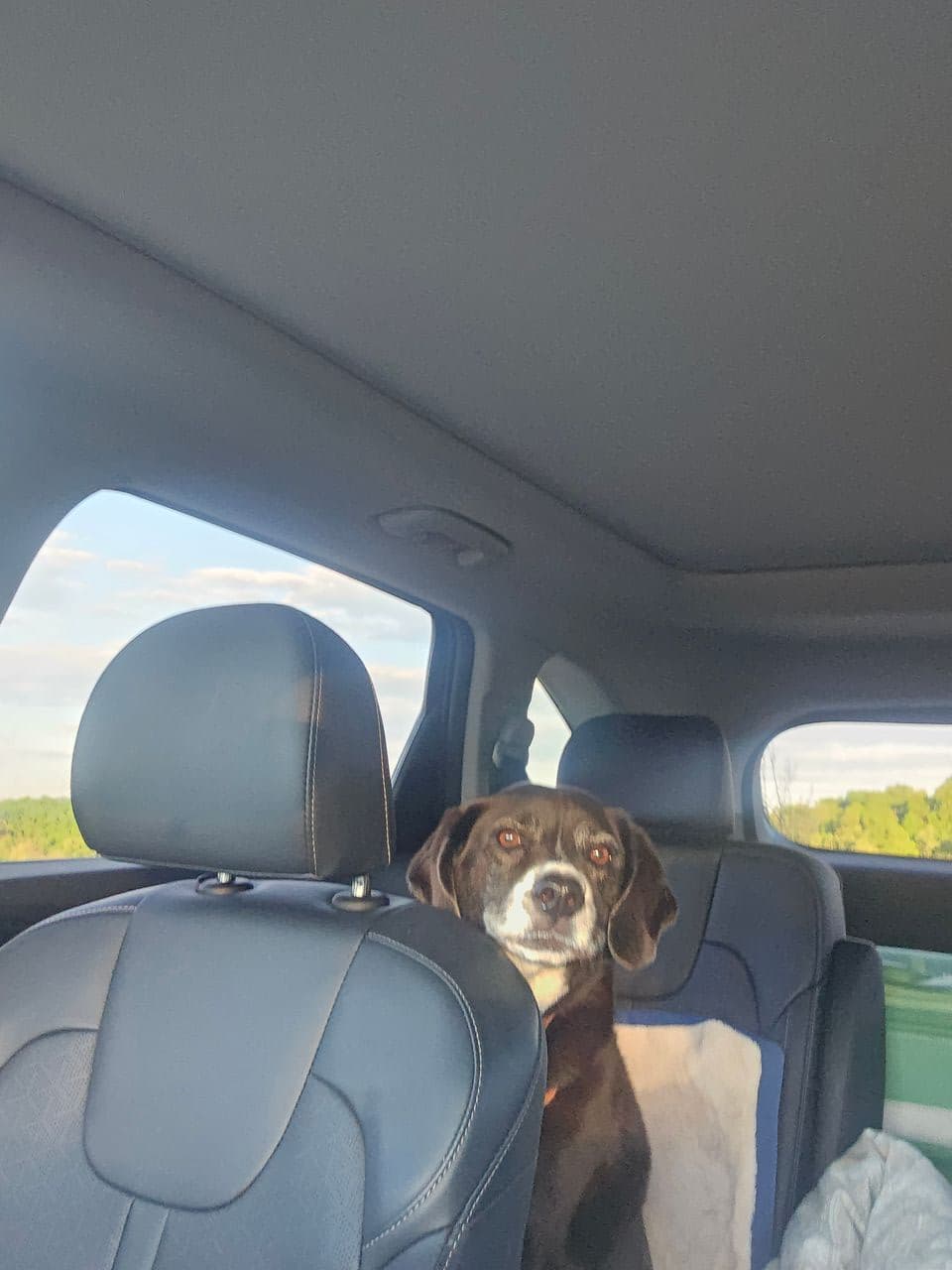 Pet travel photo 5