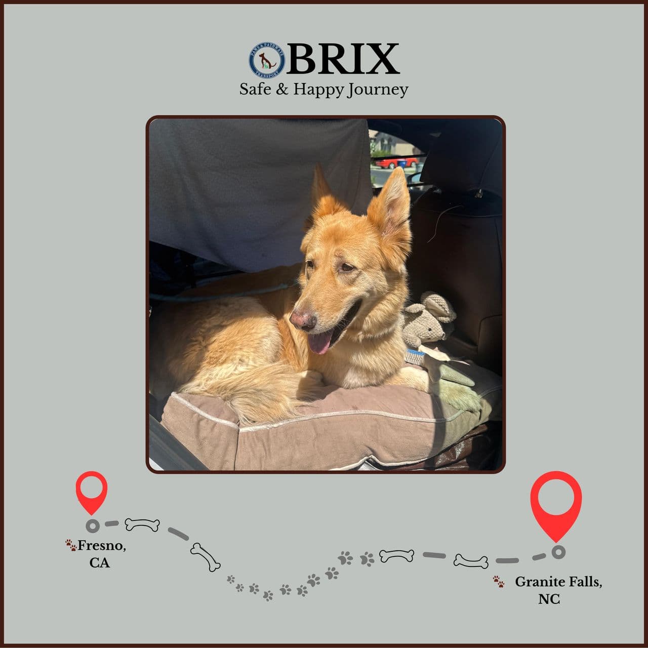 Pet travel photo 3
