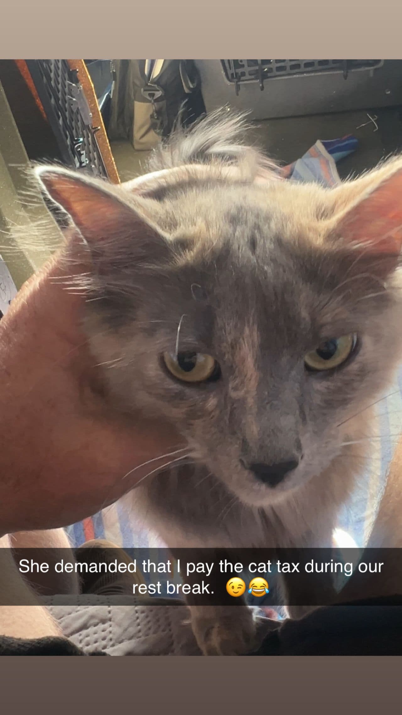 Pet travel photo 5