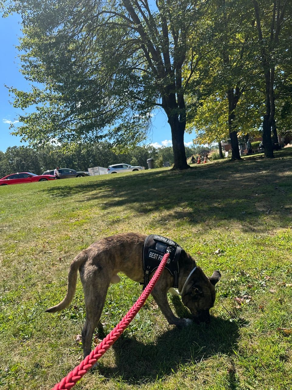 Pet travel photo 4