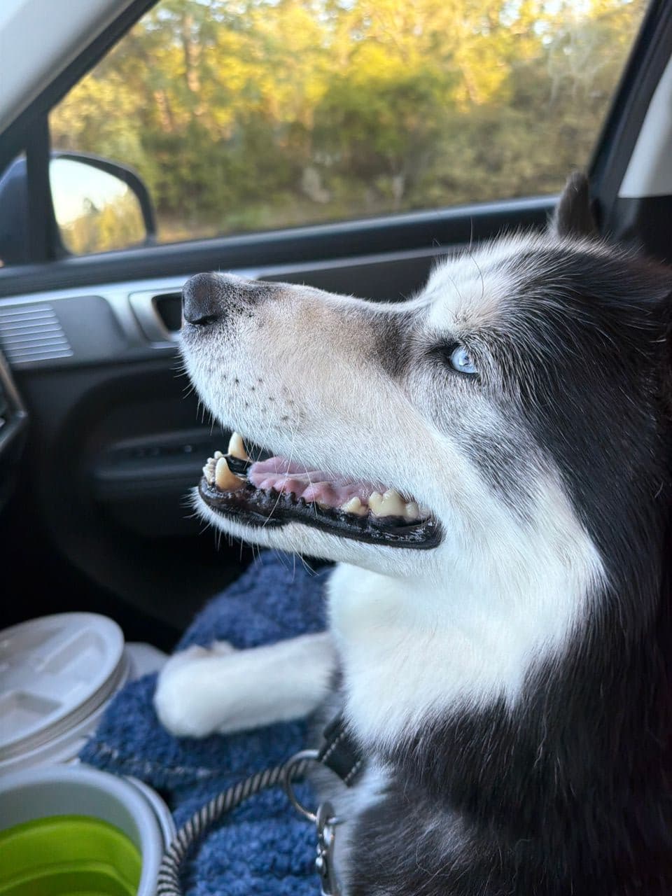 Pet travel photo 4