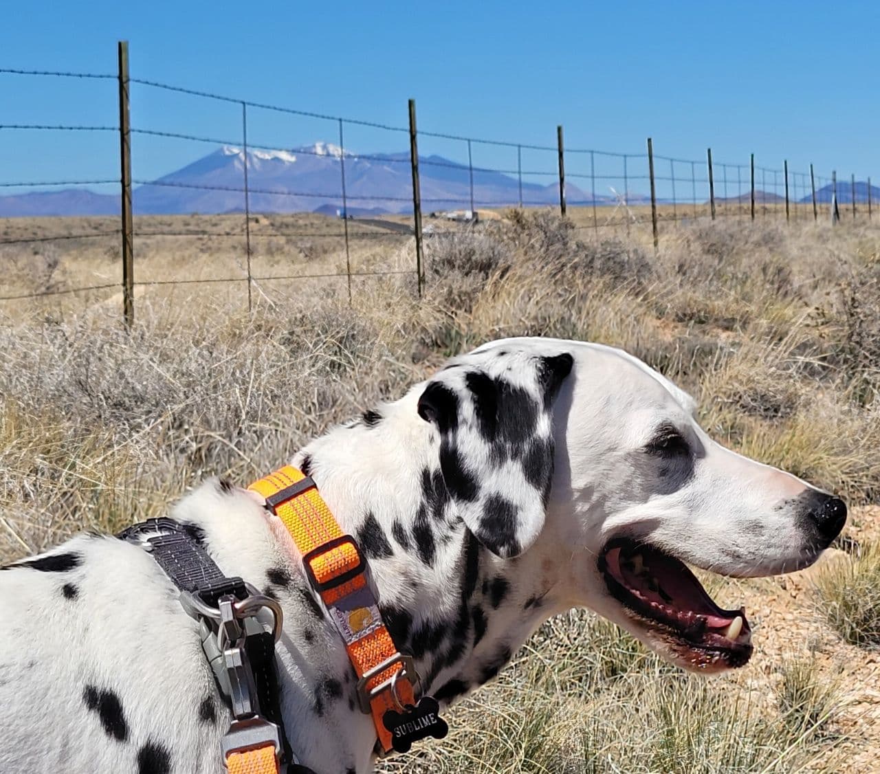 Pet travel photo 1