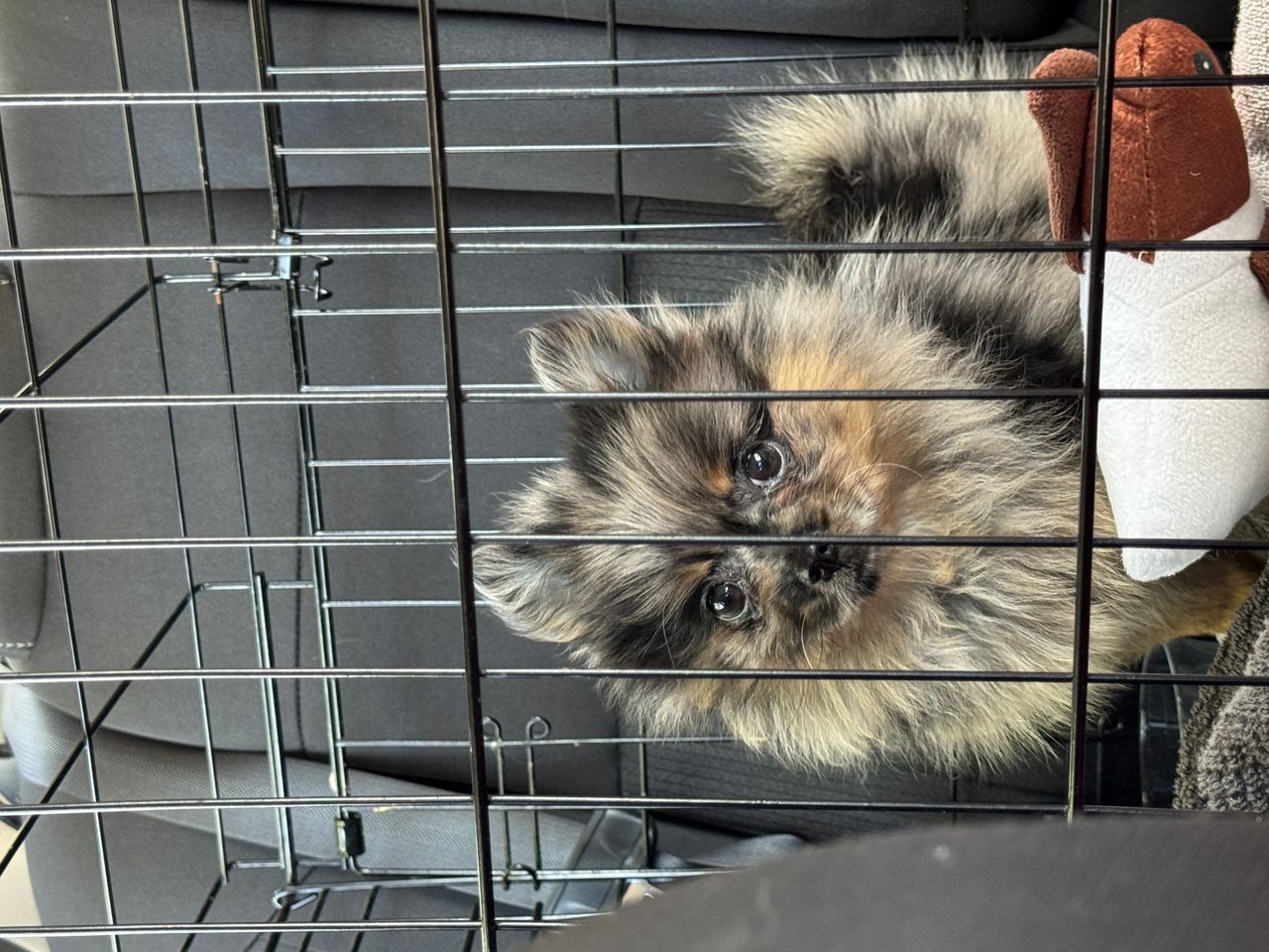 Pet travel photo 2