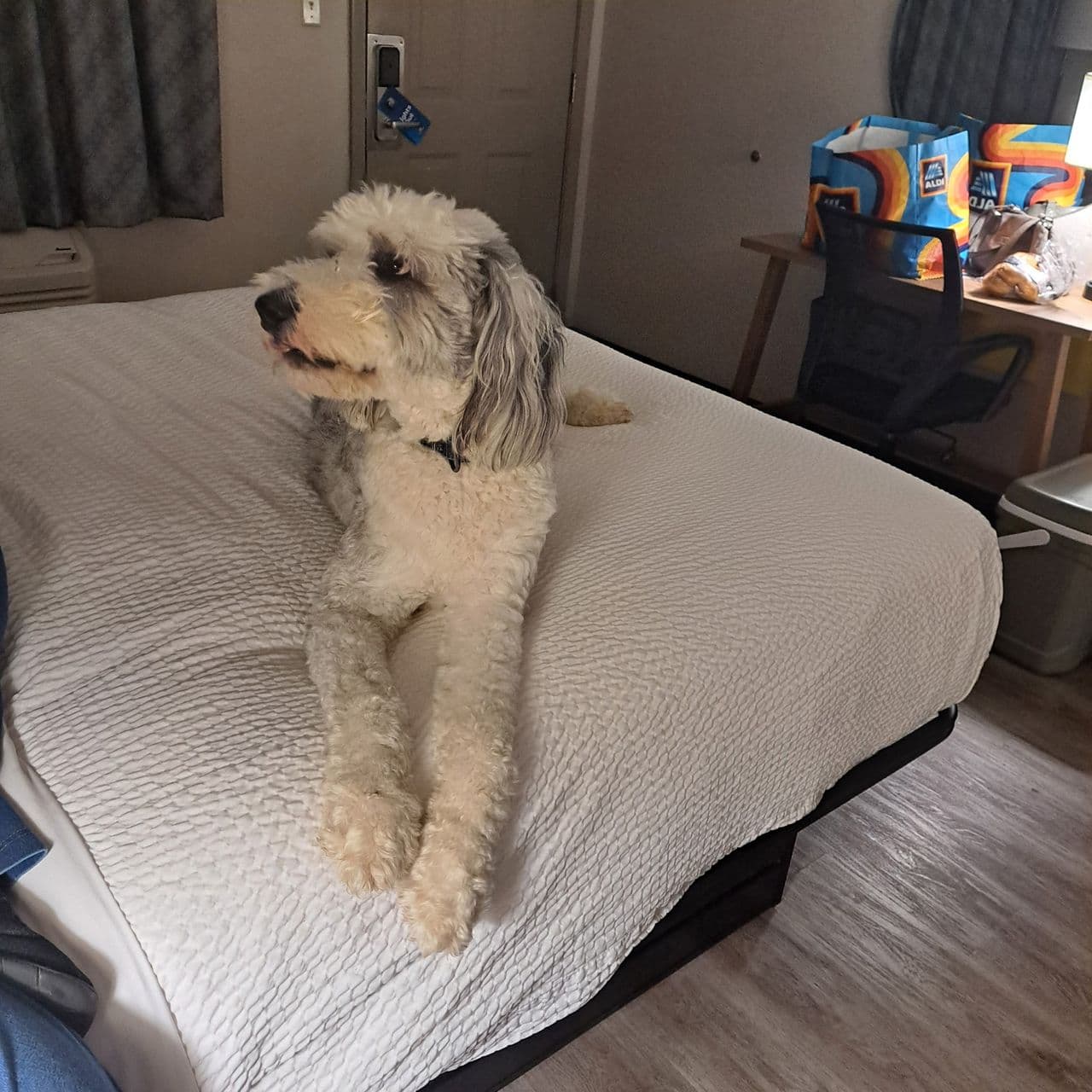 Pet travel photo 3