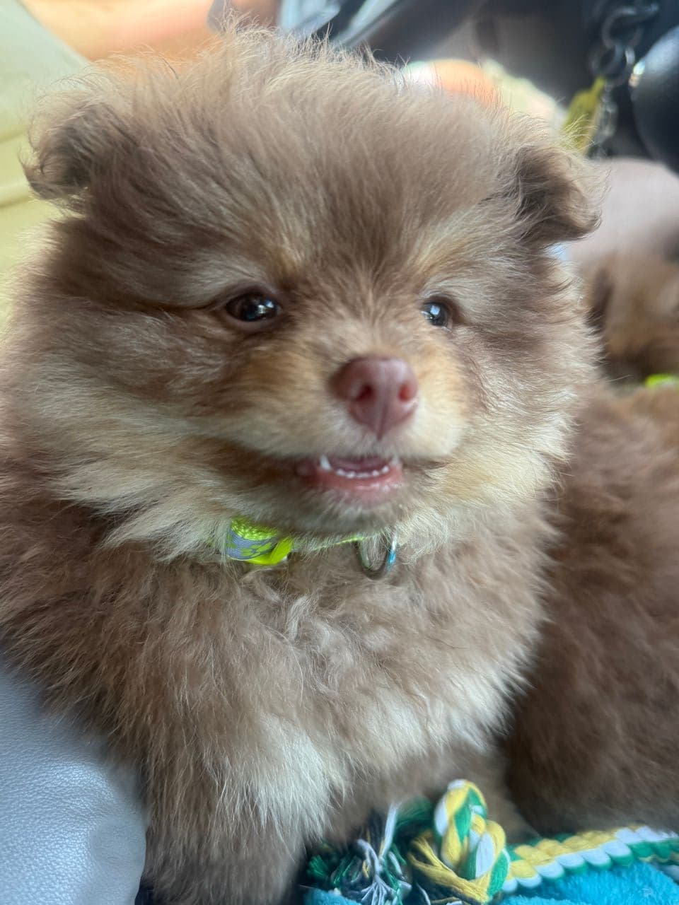 Pet travel photo 5