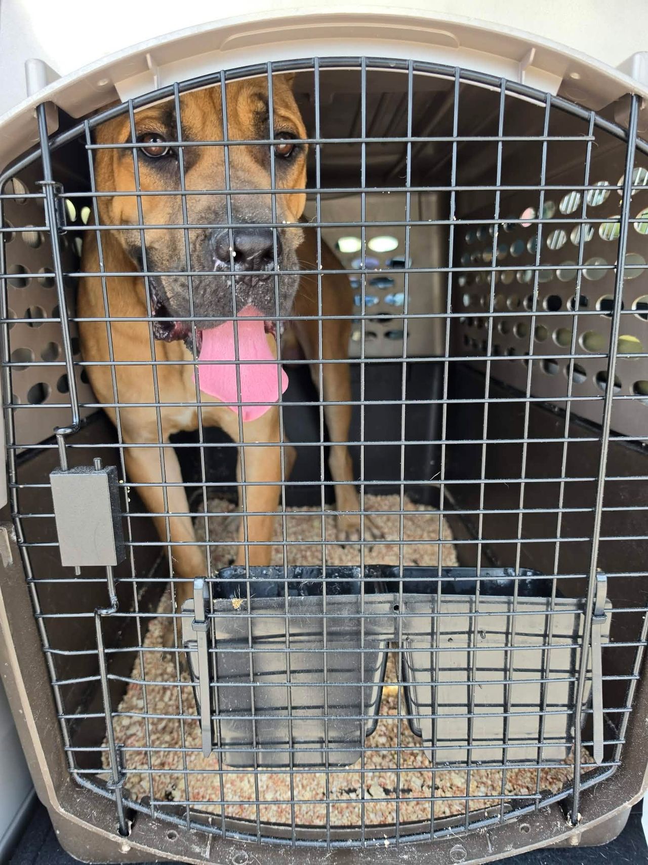 Pet travel photo 5