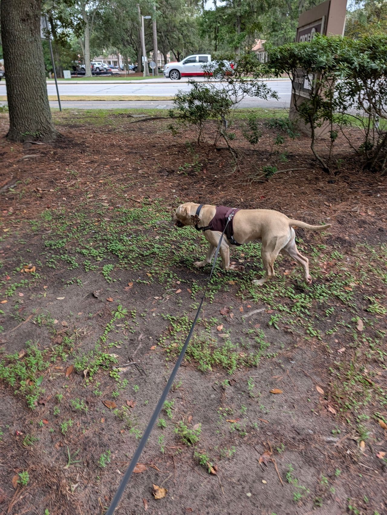 Pet travel photo 5