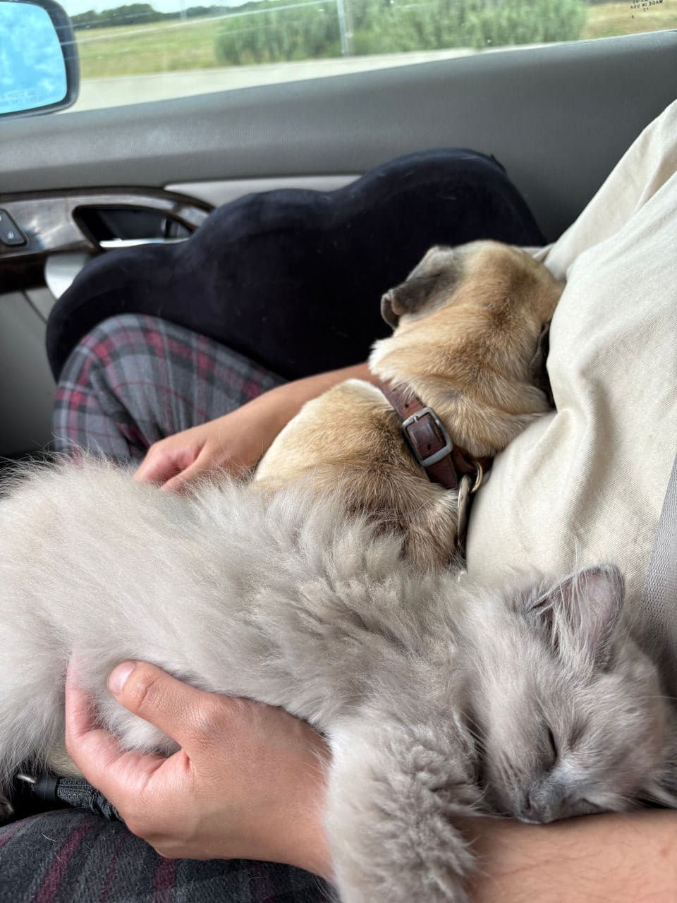 Pet travel photo 1