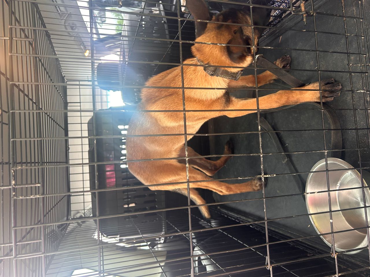 Pet travel photo 3