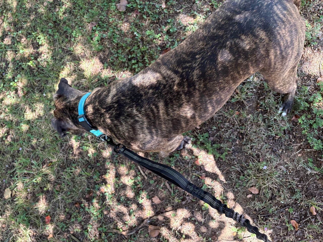 Pet travel photo 4